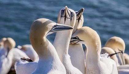 开云-快艇下一目标续约莱昂纳德 新赛季表现成决定要素