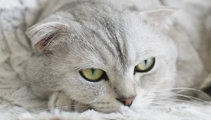 kaiyun-乔纳森再发文：我不是特维斯那样的狗 说球队坏话