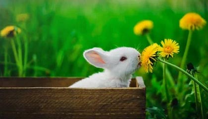 kaiyun-乔纳森再发文：我不是特维斯那样的狗 说球队坏话